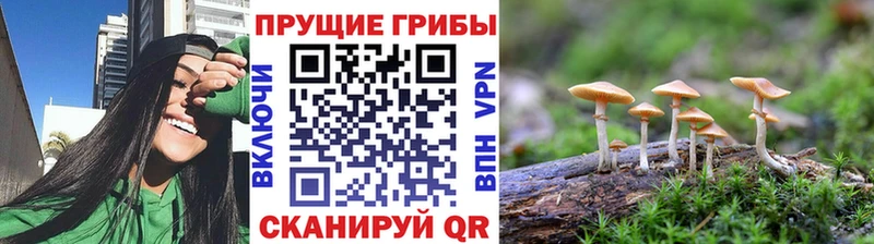 кракен зеркало  Людиново  Псилоцибиновые грибы ЛСД  купить закладку 